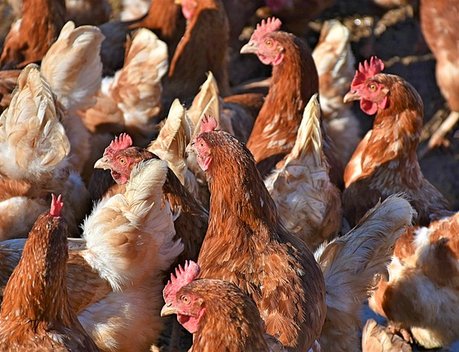 АО СК «РСХБ-Страхование» застраховало 1,4 млн голов птицы ООО «Русагрообъедиение»