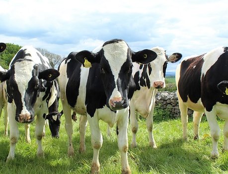 Генетику отечественных молочных коров предложили улучшить
