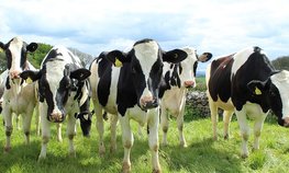 Генетику отечественных молочных коров предложили улучшить