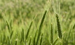 Правительство разрешило авансировать посевные работы производителям зерна
