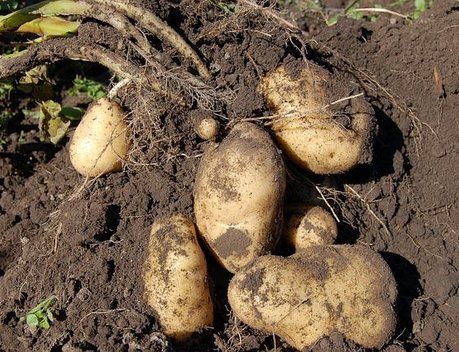 Майоров объяснил, почему новые российские сорта картофеля «не идут на поля»