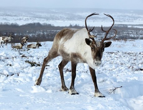 В Ненецком автономном округе увеличен объем субсидии на поддержку северного оленеводства