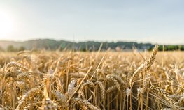 Аграрии Красноярского края получили более 180 млн рублей на производство и сбыт зерновых