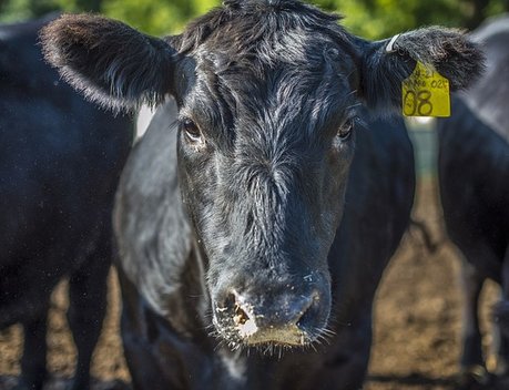 Свыше 61 млн рублей направили хозяйствам Забайкалья на развитие мясного животноводства