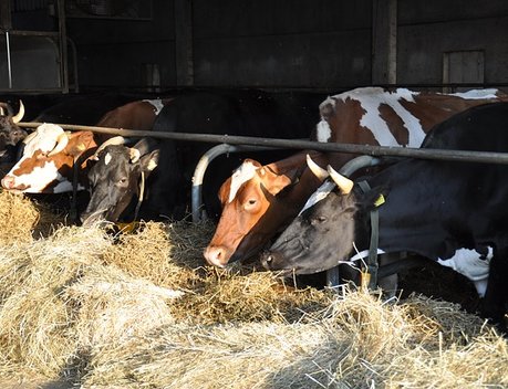 Власти НАО увеличили поддержку молочного животноводства
