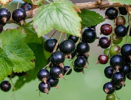 Нижегородские аграрии планируют засадить более 100 га плодово-ягодными культурами в 2022 году
