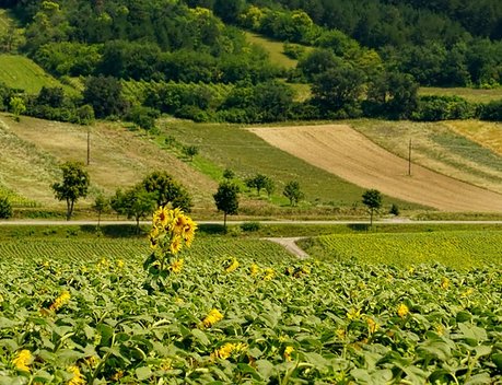 Нижегородские аграрии в 2022 году планируют вернуть в производство 25 тыс. га сельхозугодий