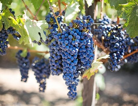 В 2022 году площадь виноградников в России превысит 100 тыс. га
