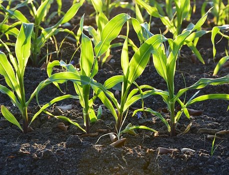 Более 660 млн рублей направят на агрострахование в области растениеводства в Ставропольском крае