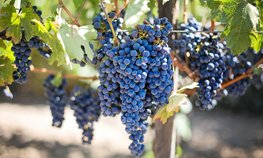 На Кубани намерены в два раза нарастить производство вина за счет новых виноградников