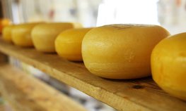Ярославские производители увеличат объем производства сыра на 20 % к 2025 году