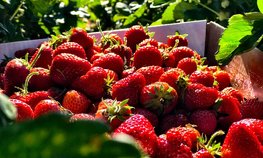В России в 1,4 раза увеличилось производство плодово-ягодных культур