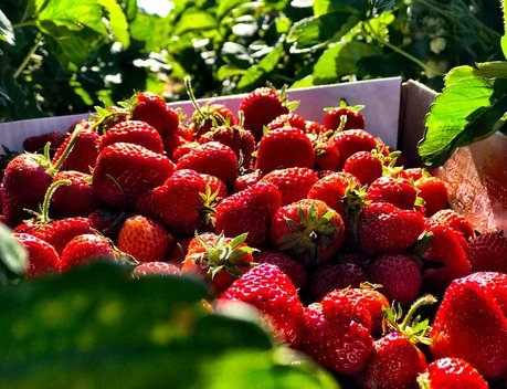 В России в 1,4 раза увеличилось производство плодово-ягодных культур