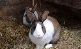 Тверским аграриям выделят дополнительные средства на развитие кролиководства, приобретение техники и племенного молодняка
