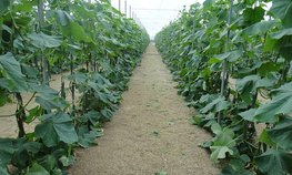 Двадцать фермеров Кабардино-Балкарии получили в текущем году гранты «Агростартап»