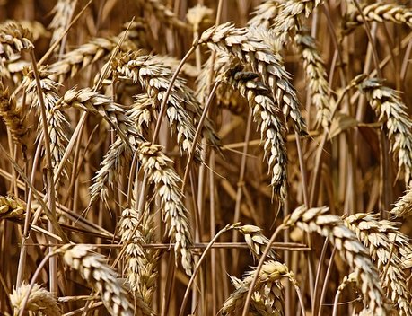 В Ростовской области на 11 % выросла средняя урожайность зерна