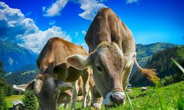В России набирает обороты кампания по заготовке кормов для животноводства