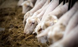 Минсельхоз России разработал ветеринарные правила содержания овец и коз