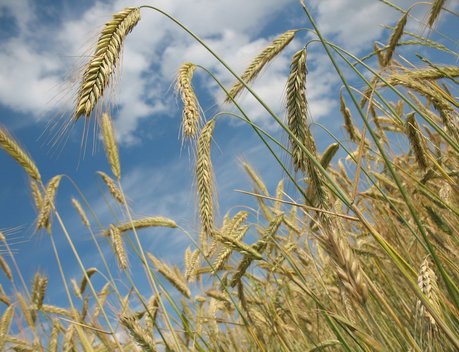 В России собрано более 30 млн тонн зерна