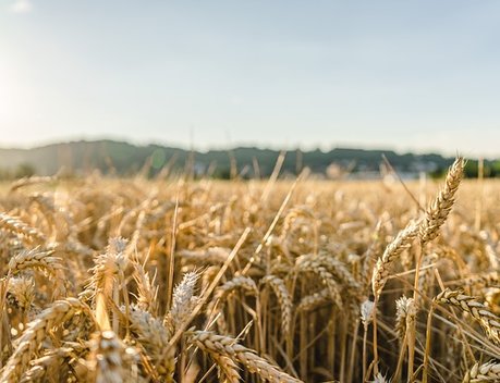 Минсельхоз может пересмотреть планы по экспорту зерна в текущем сезоне