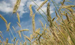 Мишустин призвал увеличить производство зерновых культур в Забайкалье