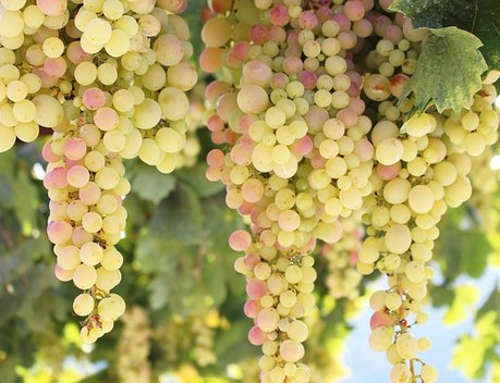 В Крыму планируют собрать 125 тыс. тонн винограда