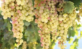 В Крыму планируют собрать 125 тыс. тонн винограда