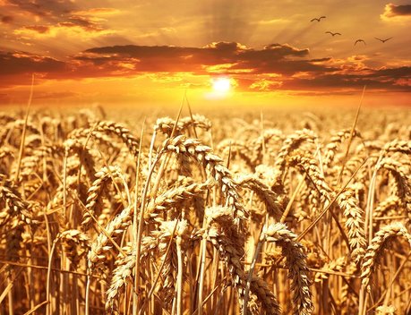 Состоялись первые с 2016 года закупки зерна в государственный интервенционный