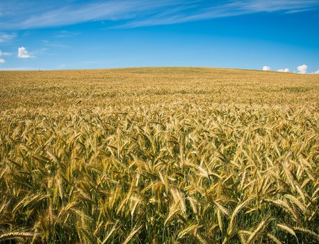 Курганские аграрии в 2022 году прогнозируют повышение урожайности на 20-30 %