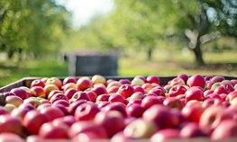 В России увеличилось производство яблок