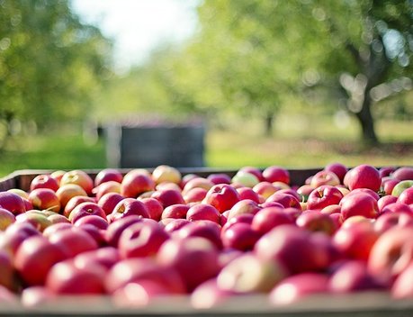 В России увеличилось производство яблок