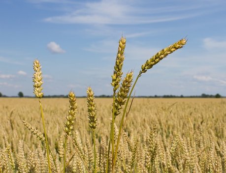 Выплата «Согласия» за погибший урожай пшеницы составила 5,2 млн рублей