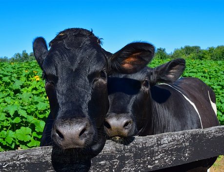 С начала 2022 года на Кубани произвели более 800 тыс. тонн молока