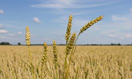 Выплата «Согласия» за погибший урожай пшеницы составила 5,2 млн рублей