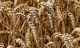 Государство закупило 10,8 тыс. тонн зерна на 167,2 млн рублей