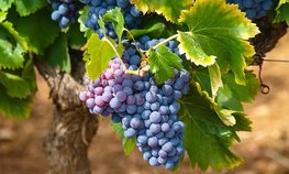 Ставропольские аграрии собрали более 1,6 тыс. тонн винограда