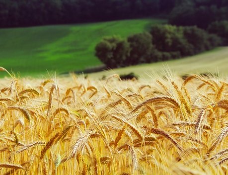 В Волгоградской области ожидается высокий урожай зерна и овощей