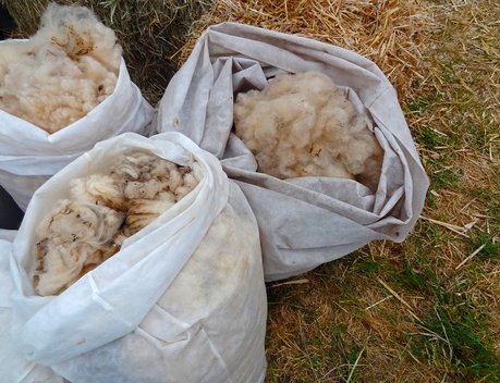 Животноводам Тувы возместили затраты на реализацию овечьей шерсти