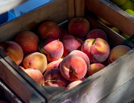 На Кубани собрали более 100 тыс. тонн фруктов и ягод