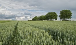 Более 2 млн рублей за погибший урожай озимой пшеницы в Волгоградской области выплатила страховая компания «Согласие»