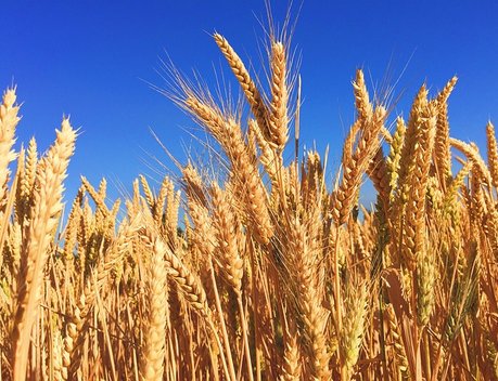 На Урале собрано уже 4,4 млн тонн зерна