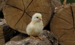 АО СК «РСХБ-Страхование» застраховало более 390 тысяч голов птицы костромской птицефабрики