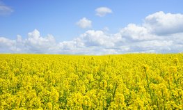 В Тульской области собрали рекордный за всю историю урожай рапса в 183 тыс. тонн