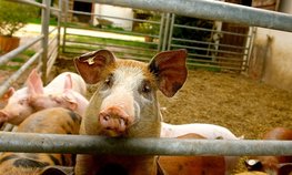 Приморский край достиг стопроцентной самообеспеченности по свинине