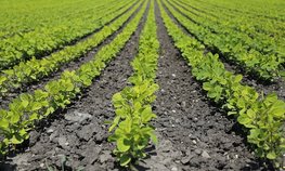 Представители Минсельхоза и ассоциации «Народный фермер» обсудили перспективы растениеводческой отрасли