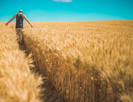 Урожай зерновых в Курганской области в 2022 году увеличился до 2,27 млн тонн