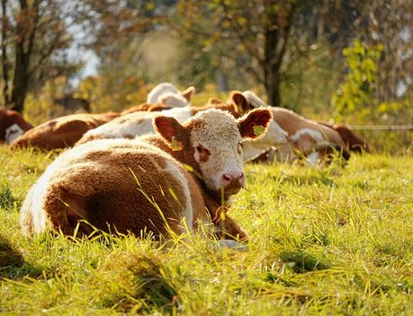 В Свердловской области на средства грантов построено 25 животноводческих ферм