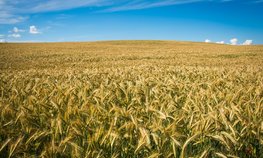 В Самарской области впервые с 1978 года собрали рекордные 3,5 млн тонн зерновых