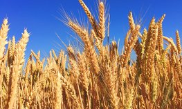 В России достигнут исторический рекорд по сбору зерна