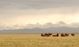 Президент Монголии сообщил, что 65 % пастбищ страны пришли в негодность